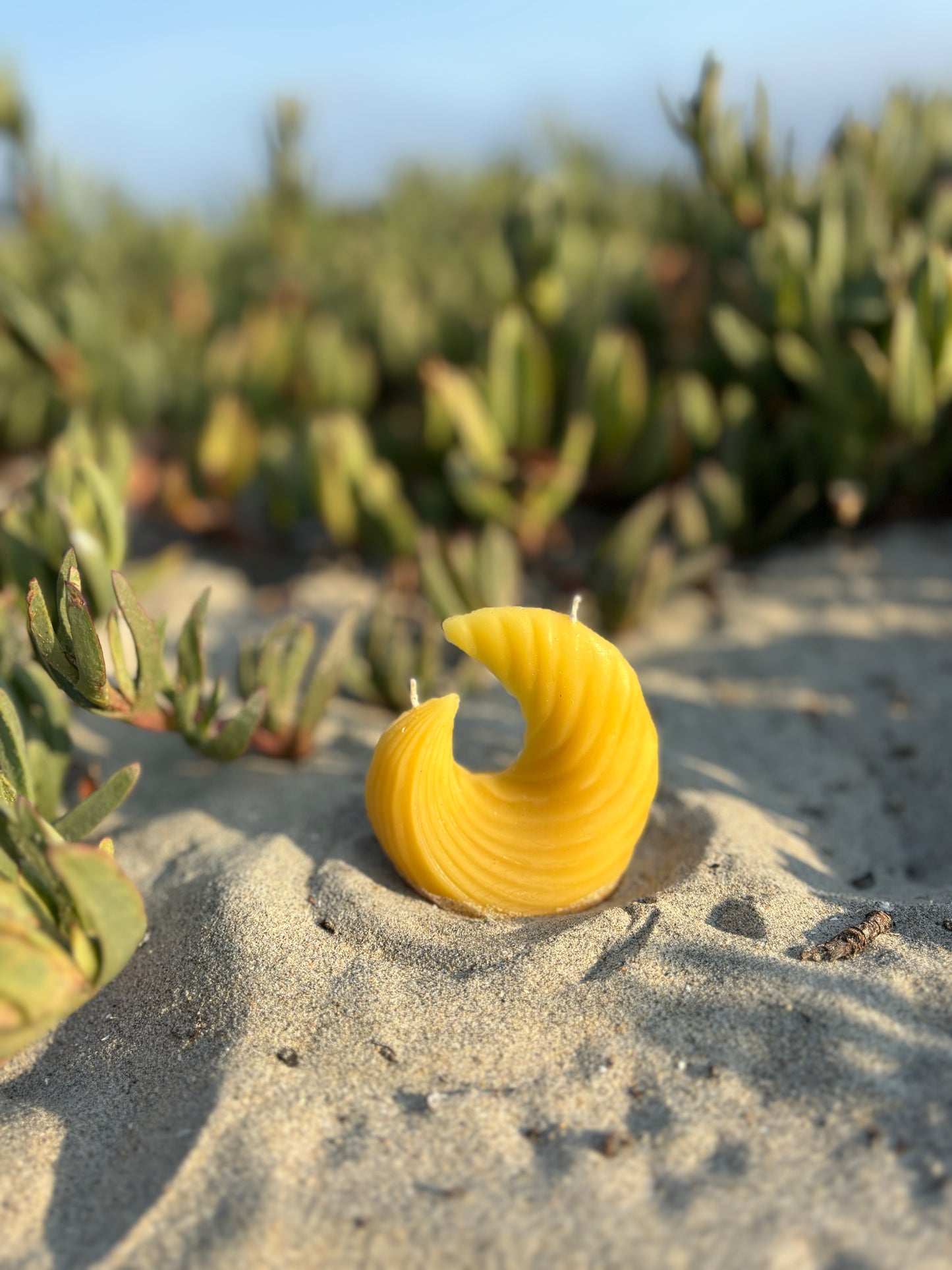 Small Shell - Pure Beeswax Candle
